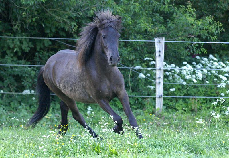 Tyja fra Stora Hofi c.jpg